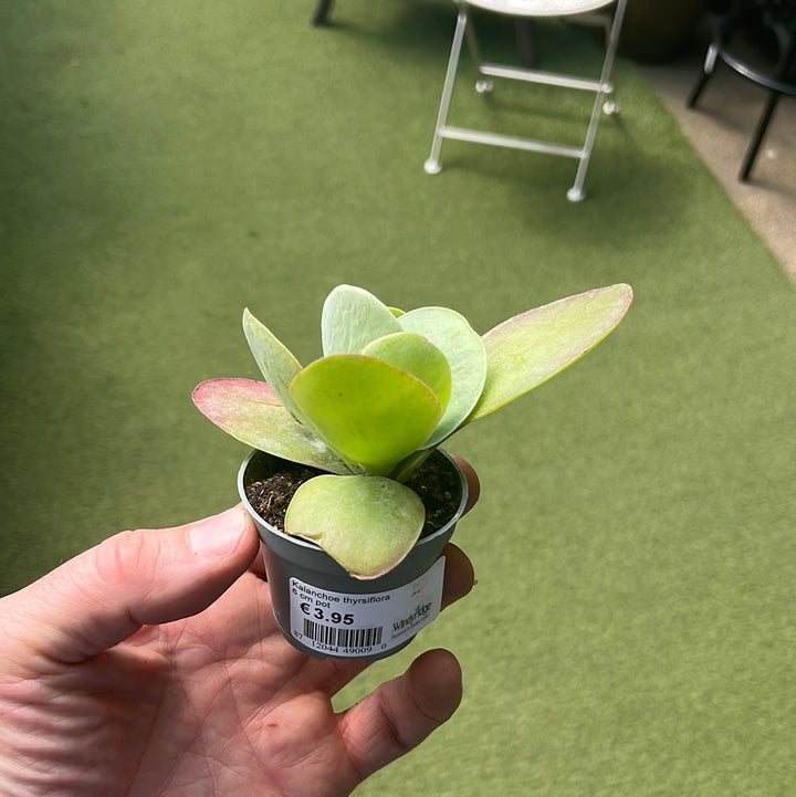 Kalanchoe thyrsiflora  6 cm pot