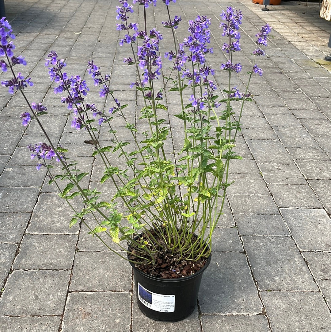 NEPETA faas. Walkers Low