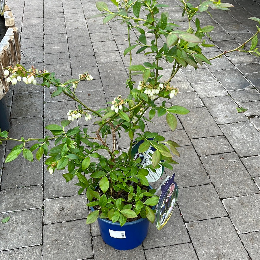 Vaccinium-corymbosum-Potted-3