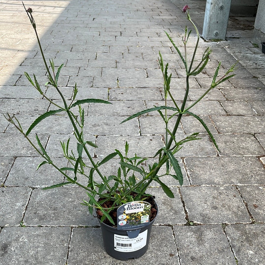 VERBENA bon. Lollipop