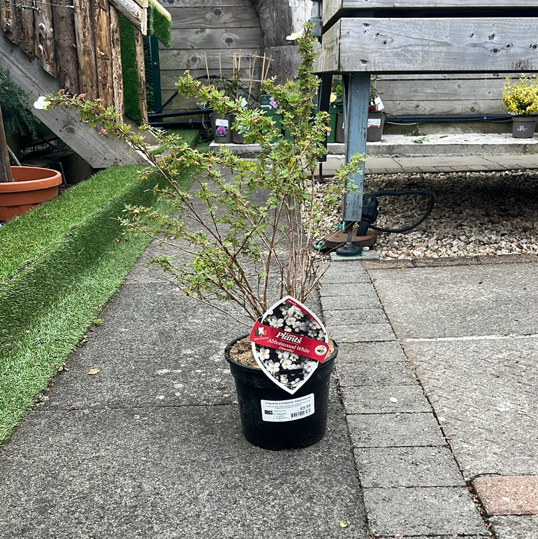 Potentilla Abbotswood