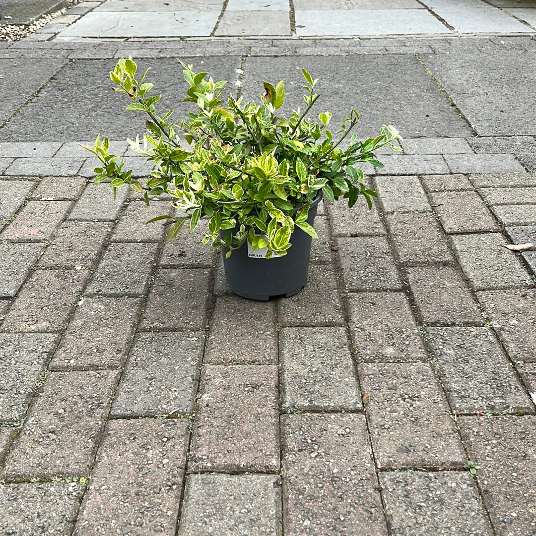 Euonymus fort. Harlequin