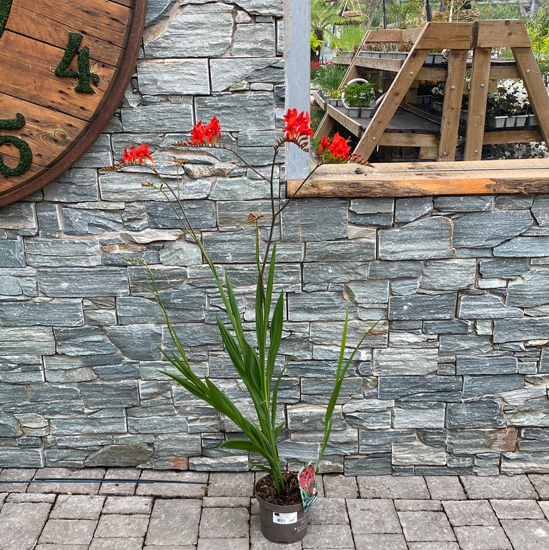 Montbretia (Crocosmia Lucifer)