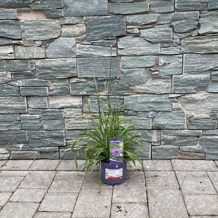 Catananche-Caerulea-Potted