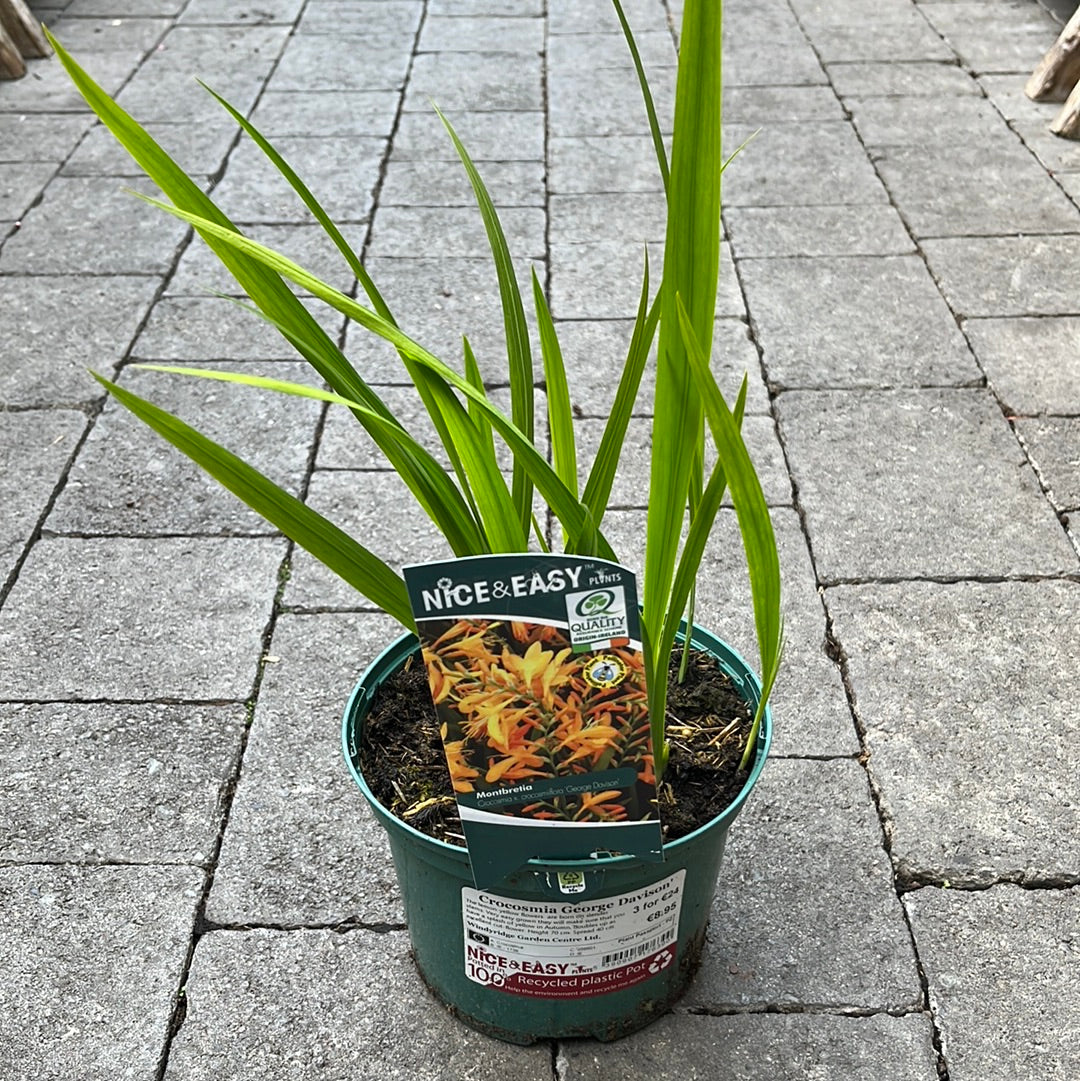 Crocosmia George Davison