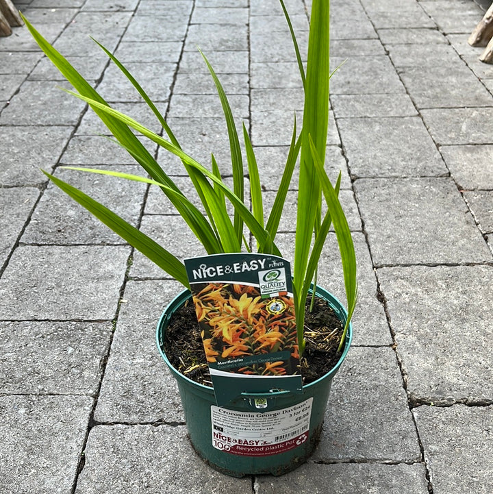 Crocosmia George Davison