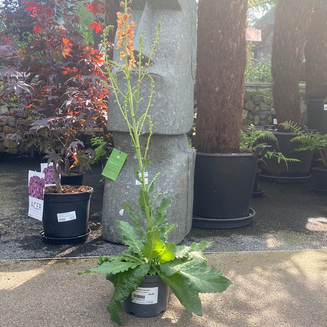 VERBASCUM Clementine