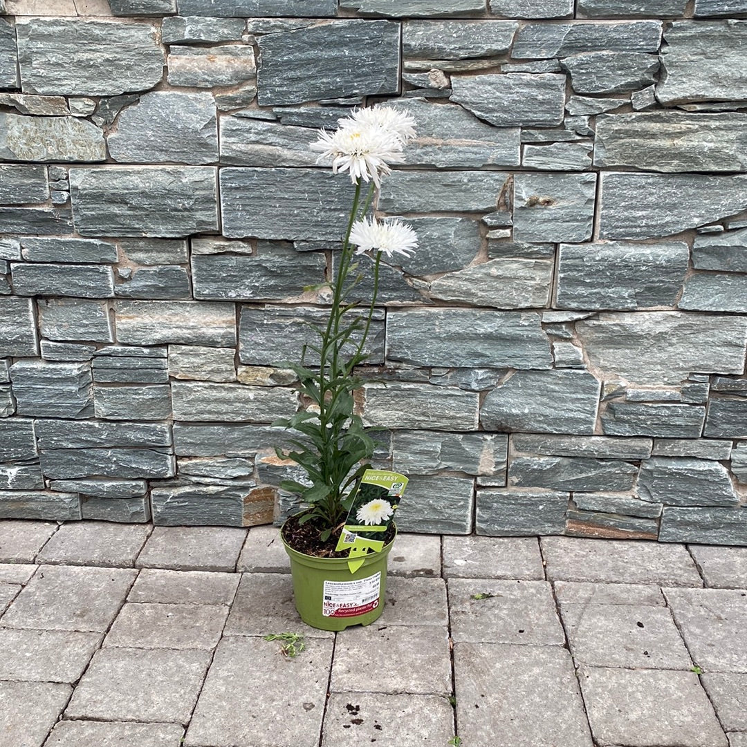 Leucanthemum x sup. Fiona Coghill