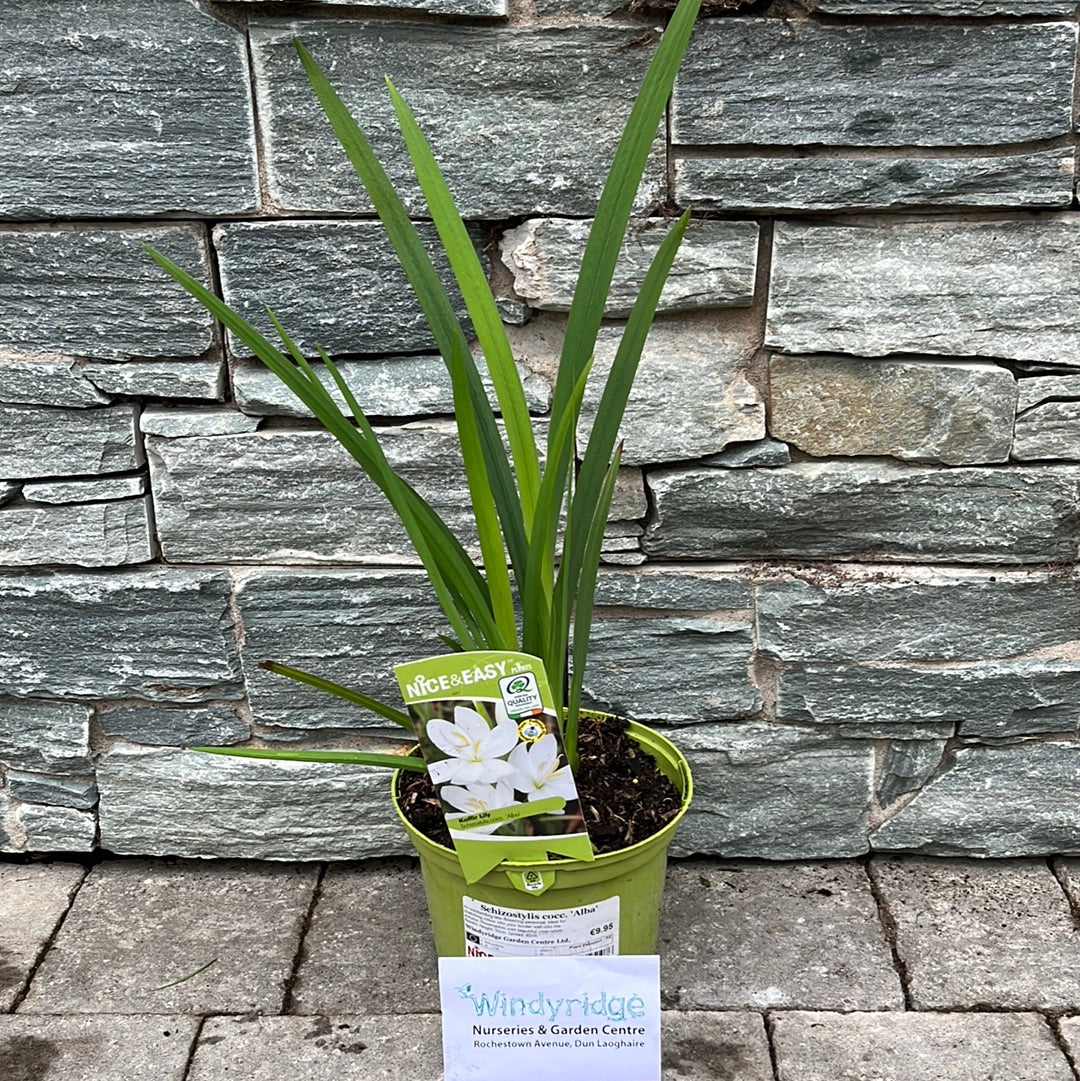 Schizostylis-cocc-Alba-Potted