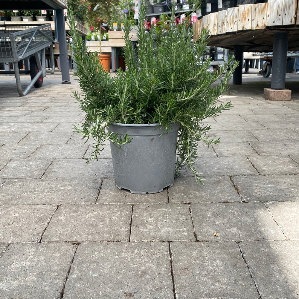 ROSMARINUS-officinalis-Prostratus-Potted-1