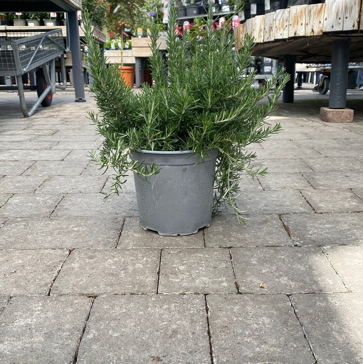 ROSMARINUS-officinalis-Prostratus-Potted-1