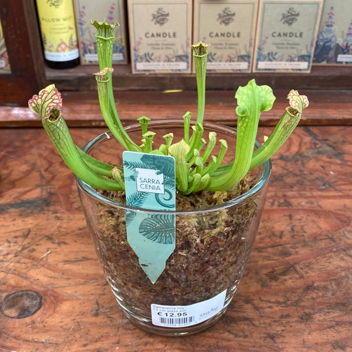 Trumpet Pitcher Plant Sarracenia mix  (13cm glass pot)