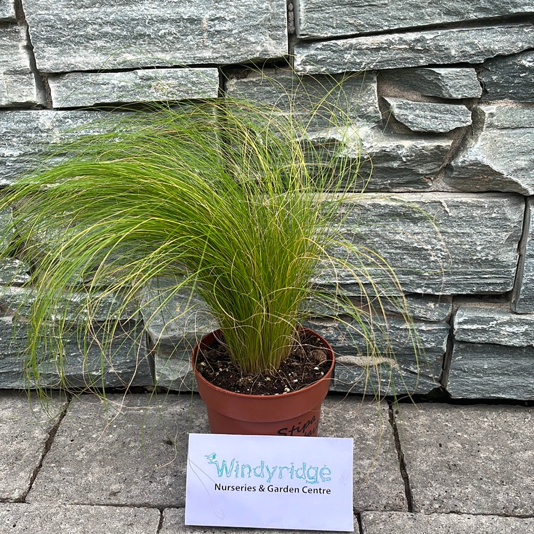 Stipa tenuissima Ponytails 12cm Pot