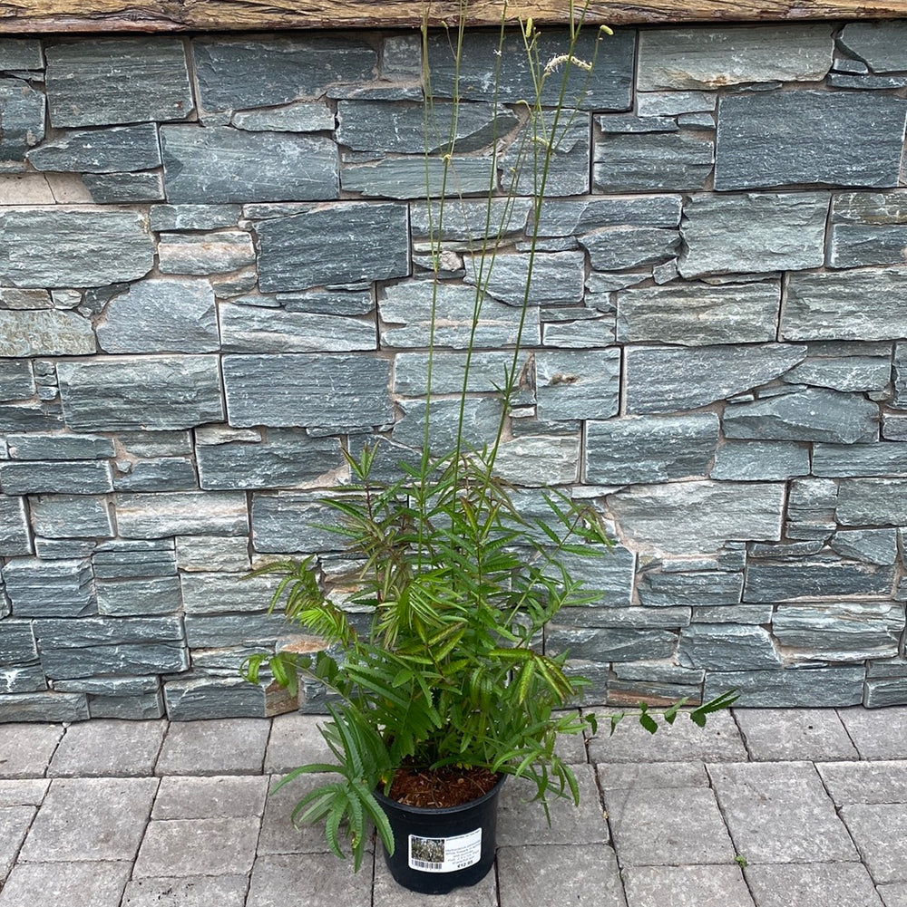 Sanguisorba-All-Time-High-Potted