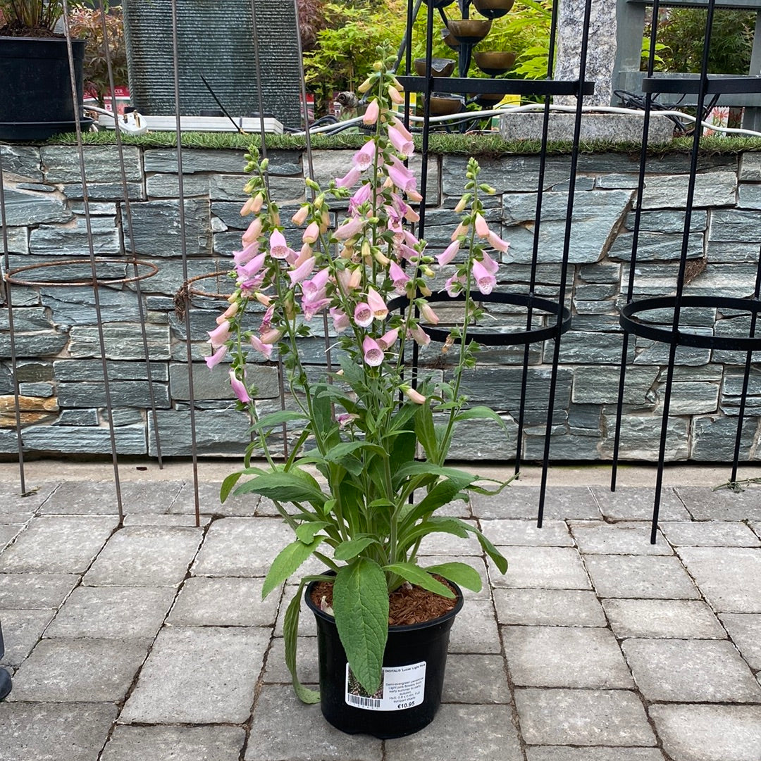 DIGITALIS Lucas Light Pink