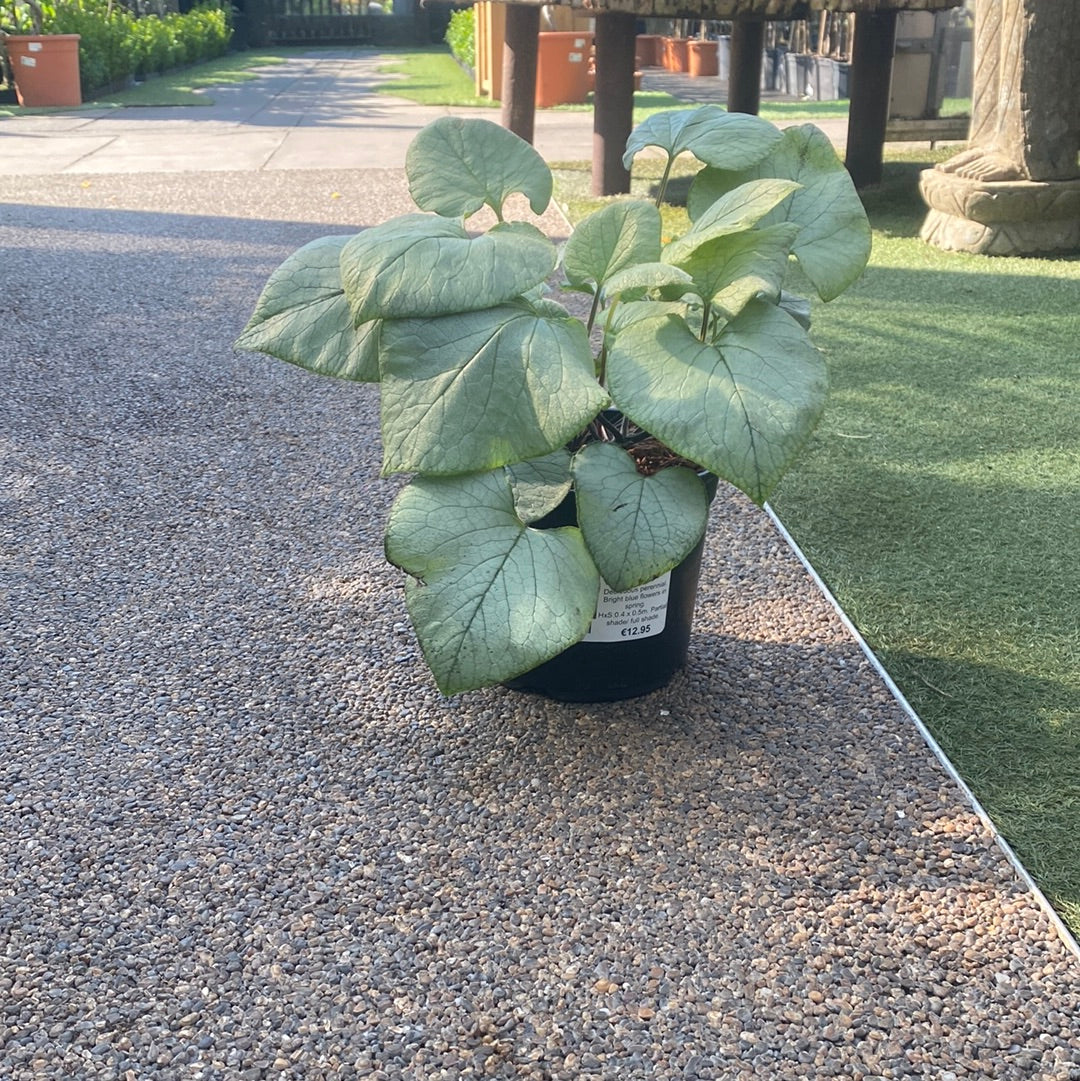 BRUNNERA mac. Looking Glass