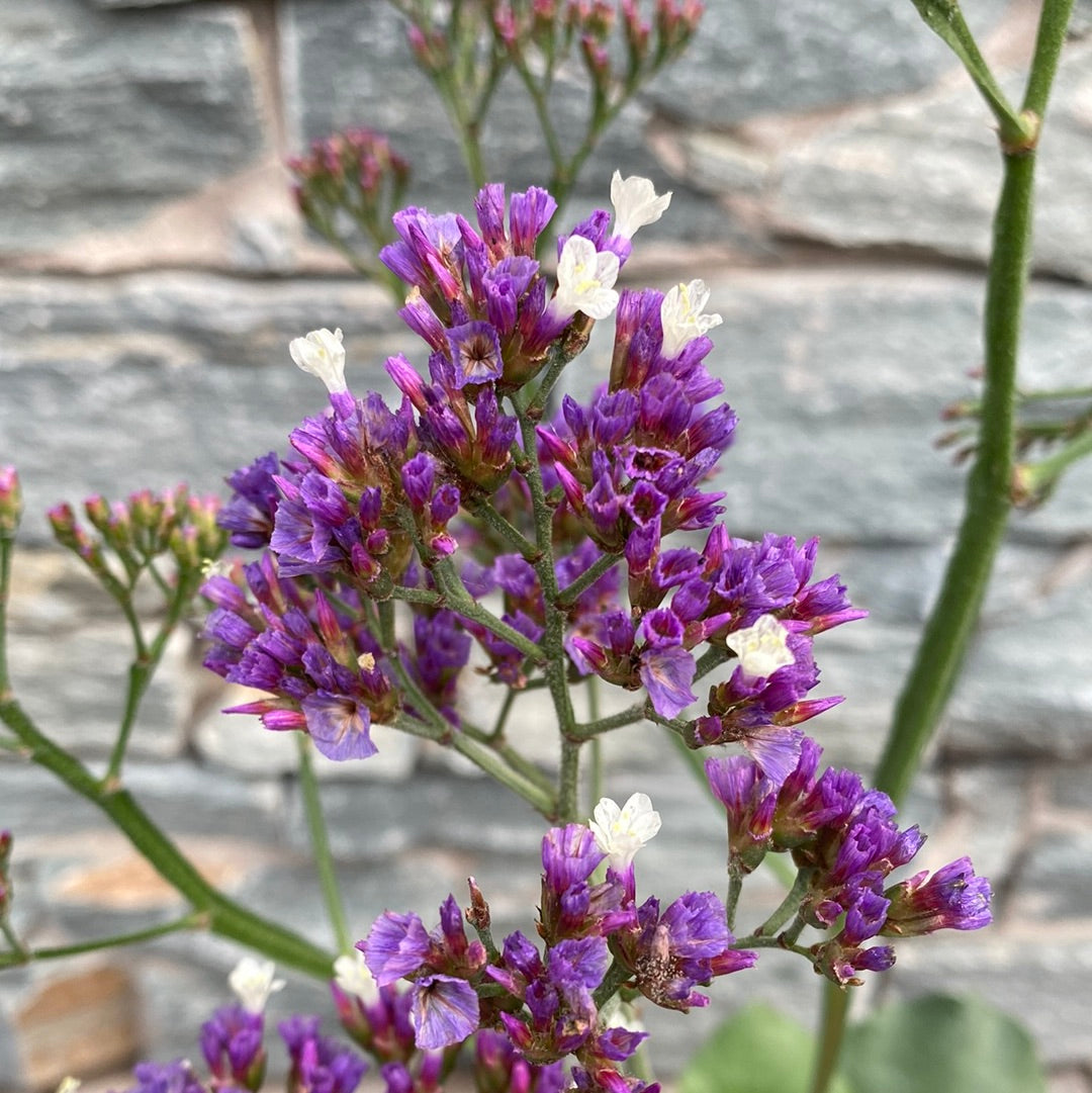 Sea Lavender (Limonium Salt Lake)