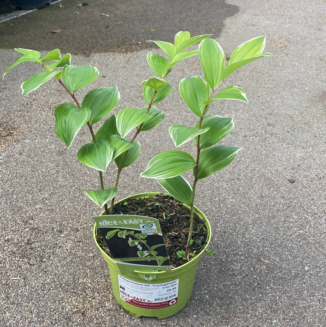 Polygonatum fal. Variegatum