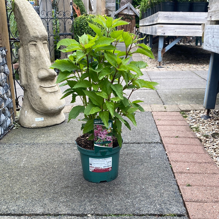 Eupatorium mac. Atropurpureum