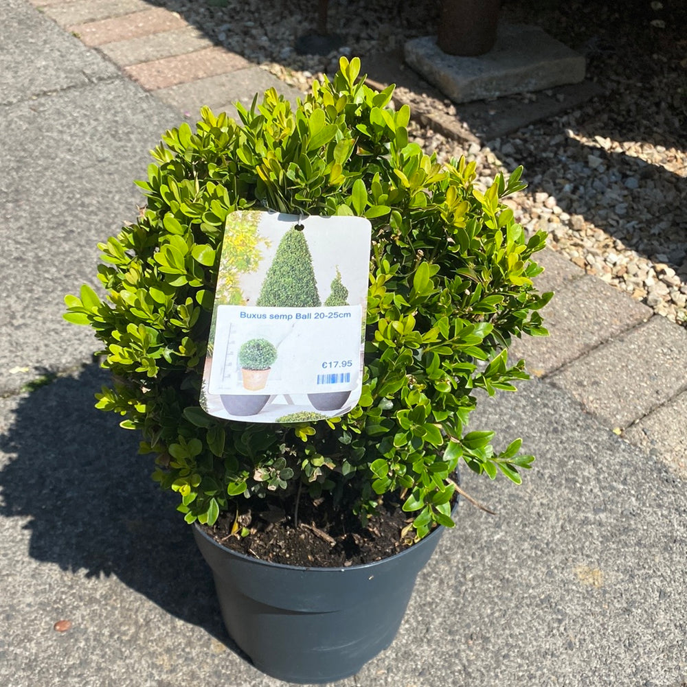 Buxus-semp-Ball-2