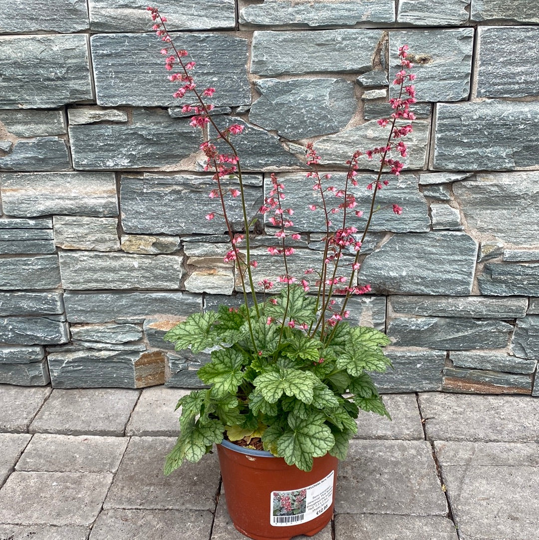 Coral Bells (Heuchera Berry Timeless)