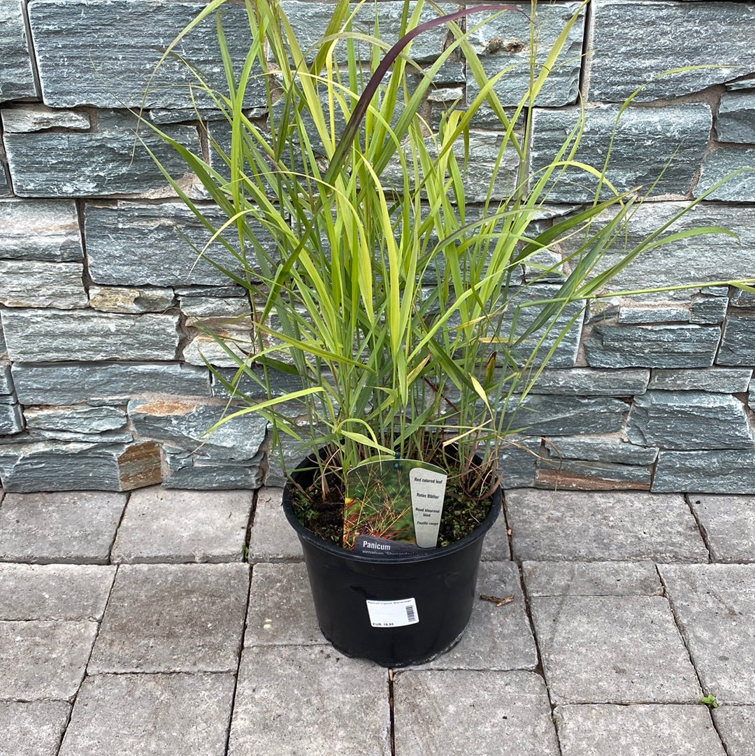 Panicum-Virgatum-Shenandoah-Potted