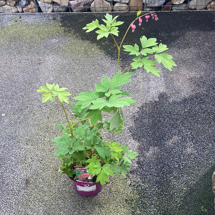 Dicentra spectabilis