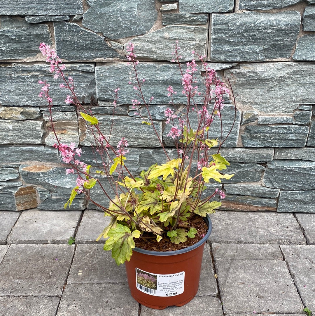 Foamy-Bells-(Heucherella-Eye-Spy)-Potted