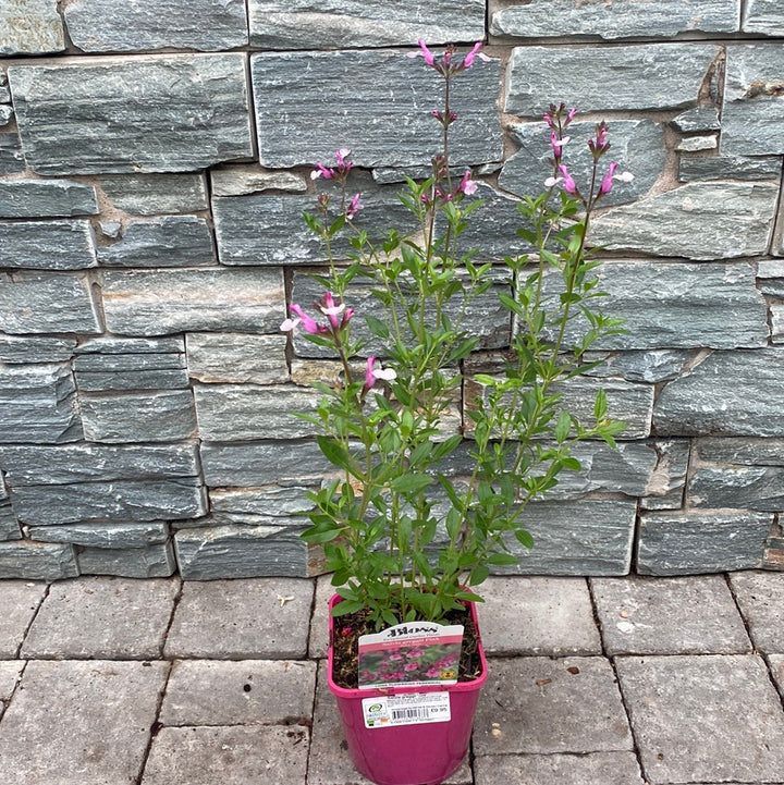 Sage Salvia Greggii Joy (2Ltr Pot)