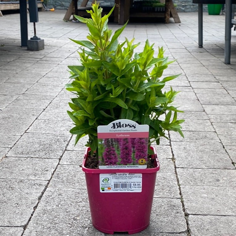 Lythrum-salicaria-Robin-Potted-1