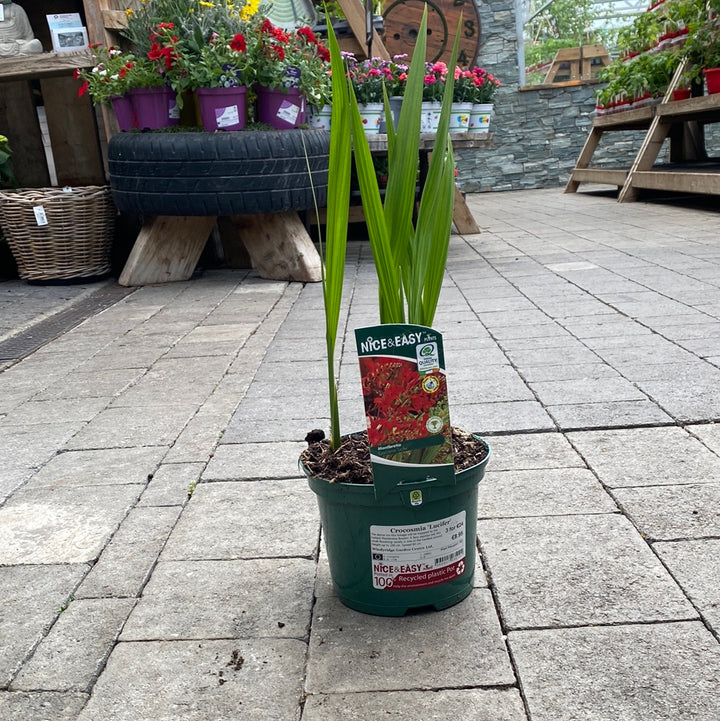 Montbretia Crocosmia Lucifer (2Ltr Pot)