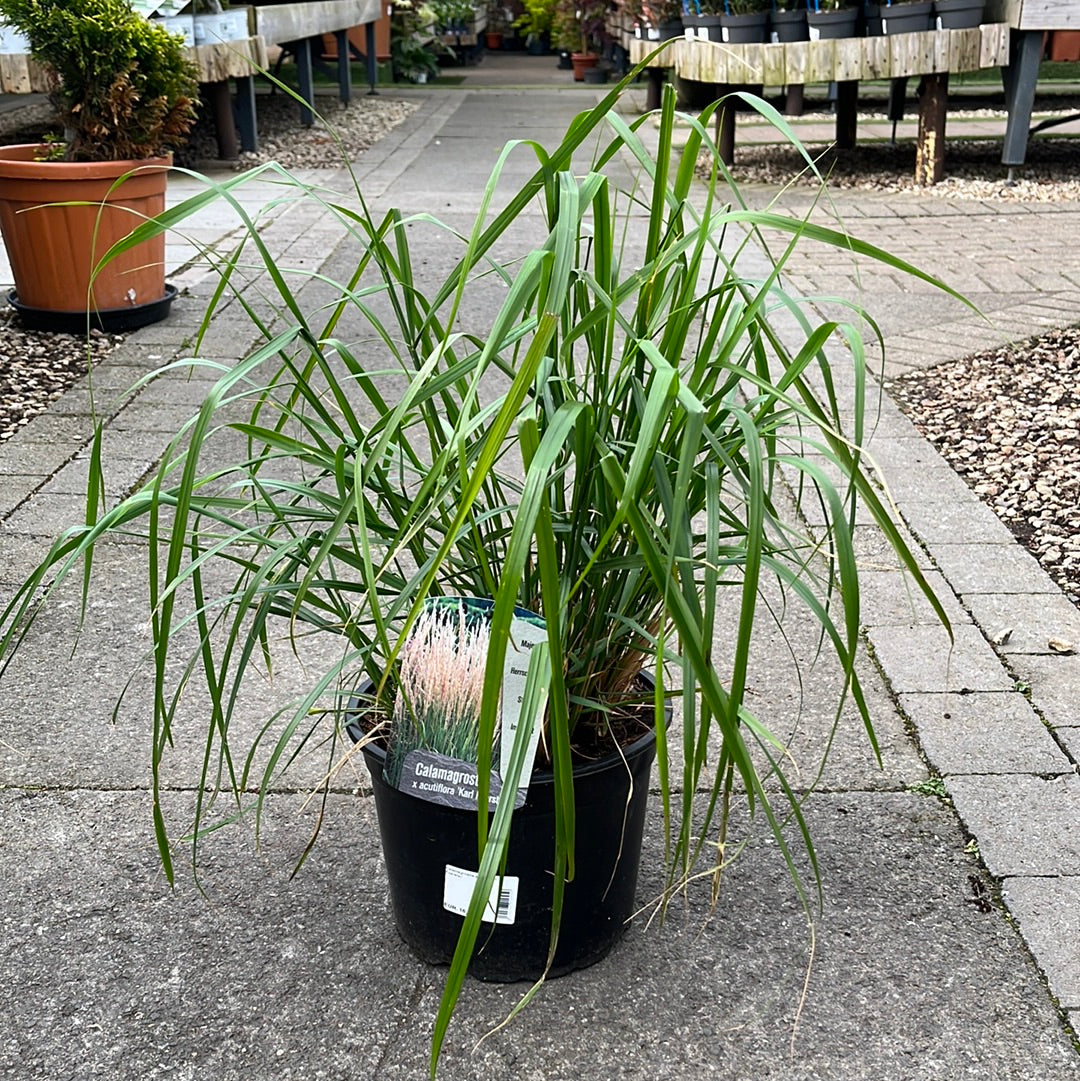 Feather Reed Grass (Calamagrostis Acutiflora Karl Foerster)