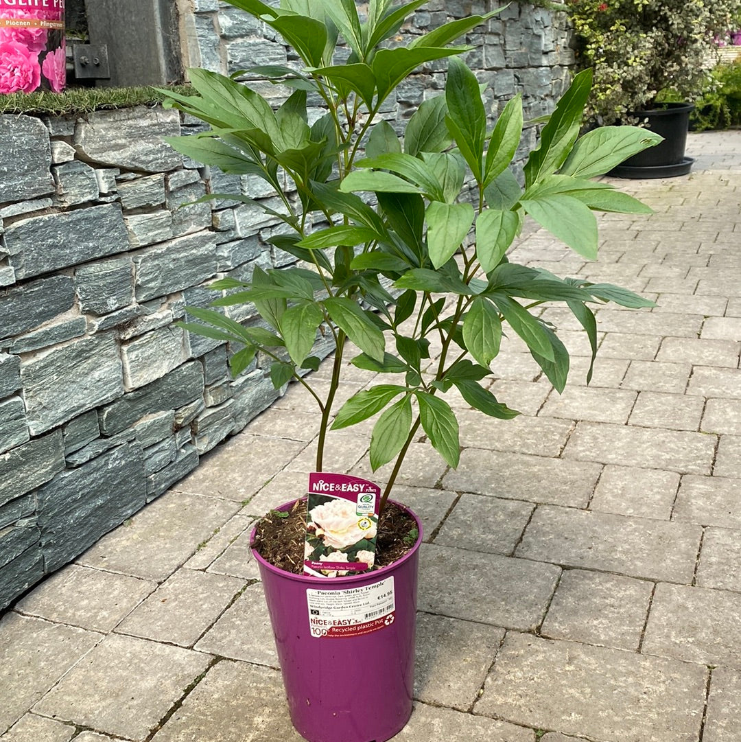 Paeonia Shirley Temple