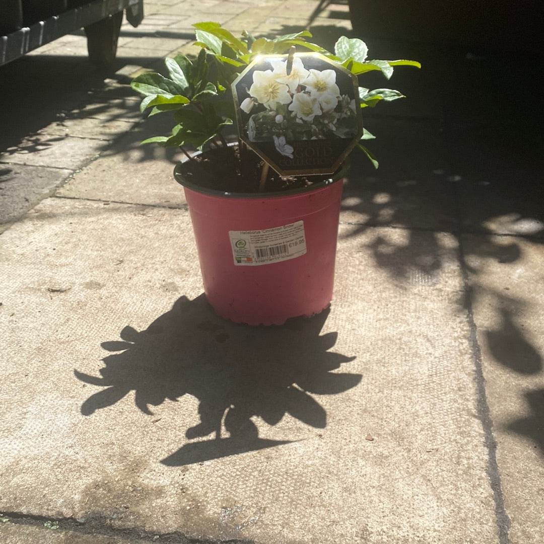 Lenten Rose (Helleborus Cinnamon Snow)