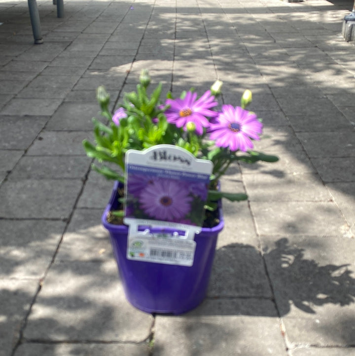 Osteospermum Flower Power Blue