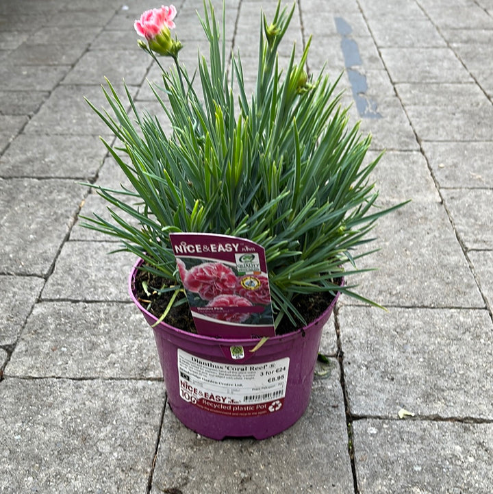 Dianthus Coral Reef