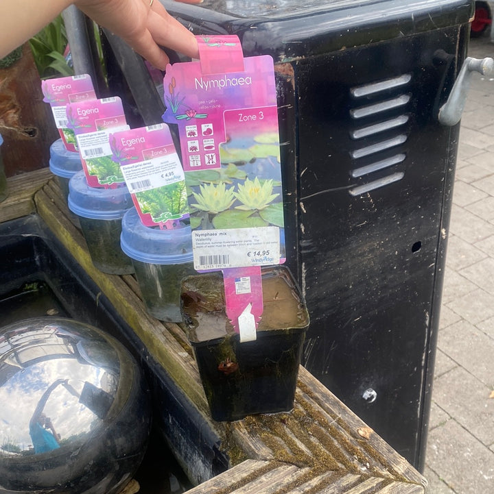 Nymphaea-mix-Potted