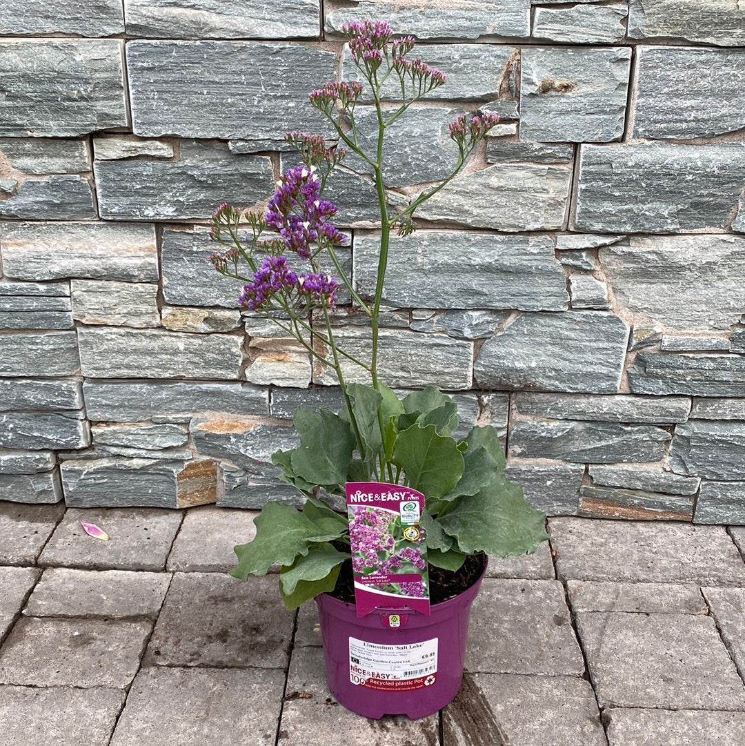 Sea Lavender (Limonium Salt Lake)