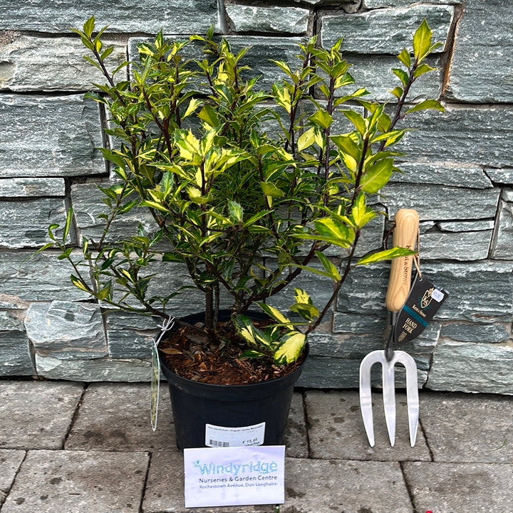 Ilex aquifolium Angust. Aurea Maculata  3 Ltr pot