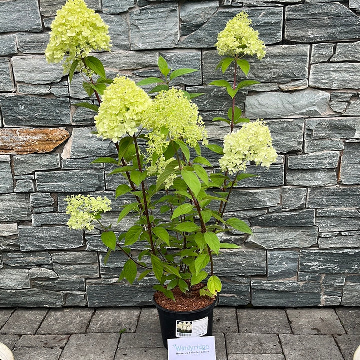 HYDRANGEA pan. Limelight