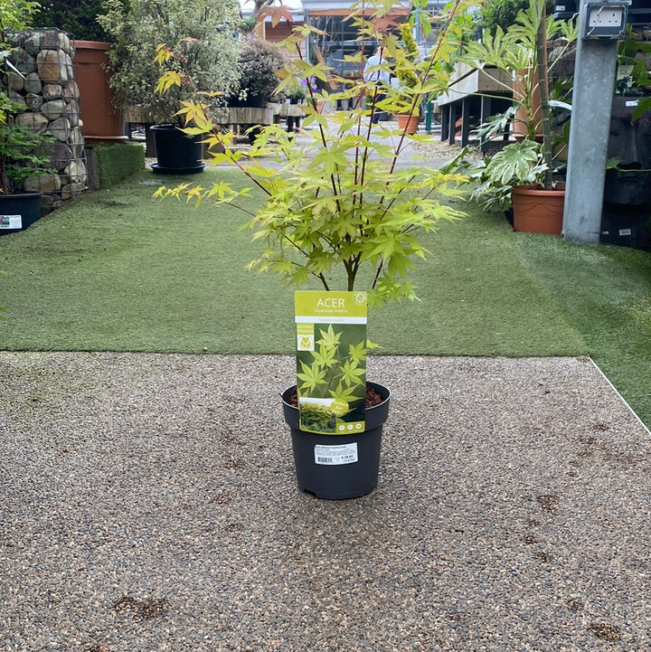 Acer palmatum Summer Gold Japanese Maple (3 Ltr pot)