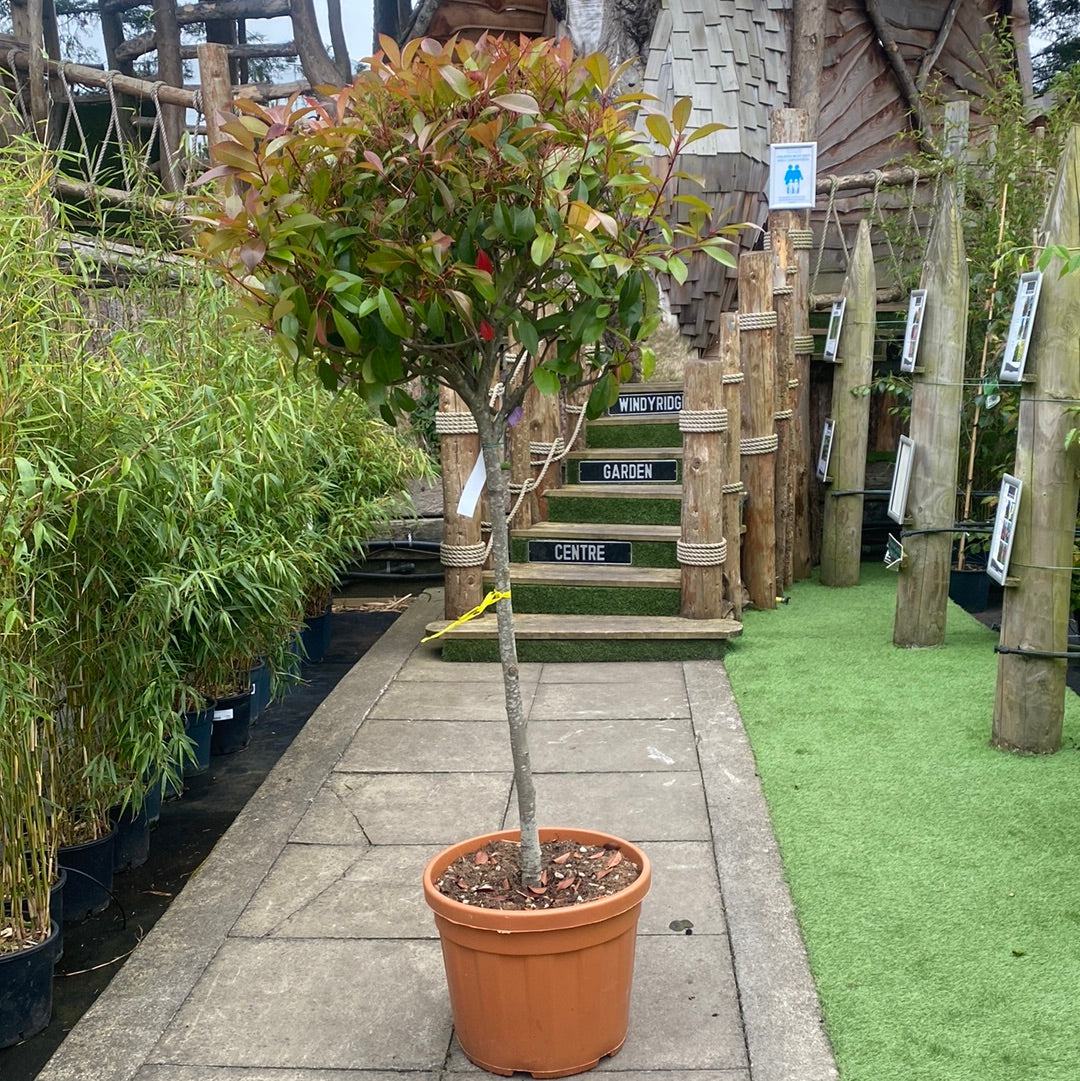 PHOTINIA SERR. RED ROBIN CLT 45   CIRC. TR. 08 - 10 CM  1/2 STD  CHIOMA 60 - 70 CM