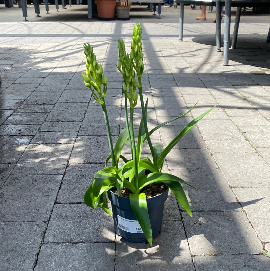 Ornithogalum Snow Flake