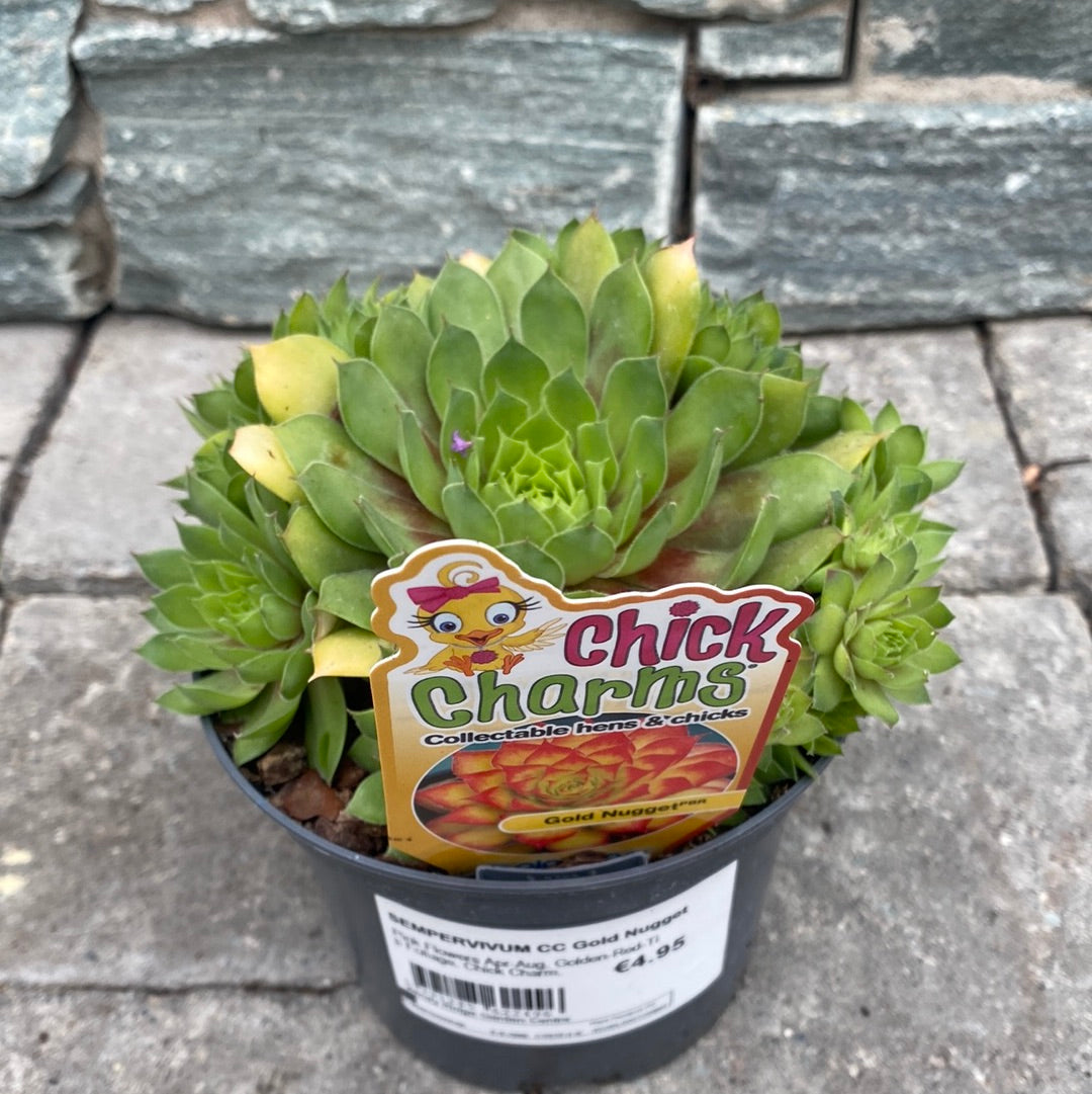 SEMPERVIVUM CC Gold Nugget