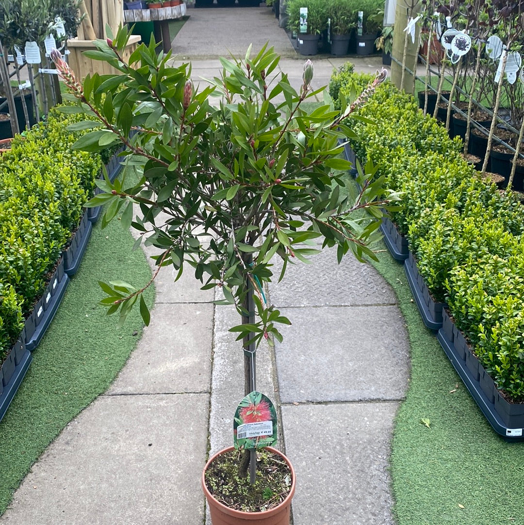 Callistemon citrinus Splendens  P22, stem