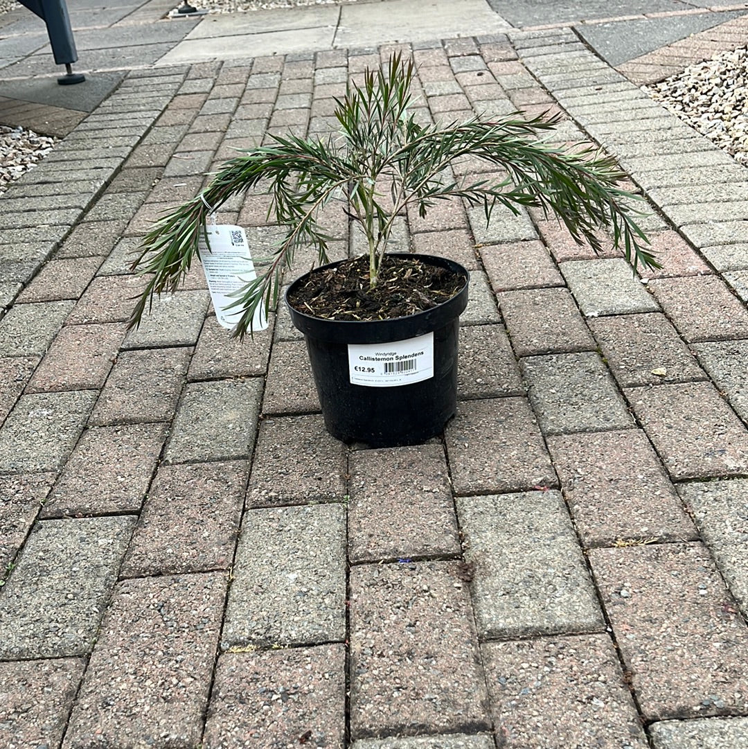 Callistemon Citrinus Splendens