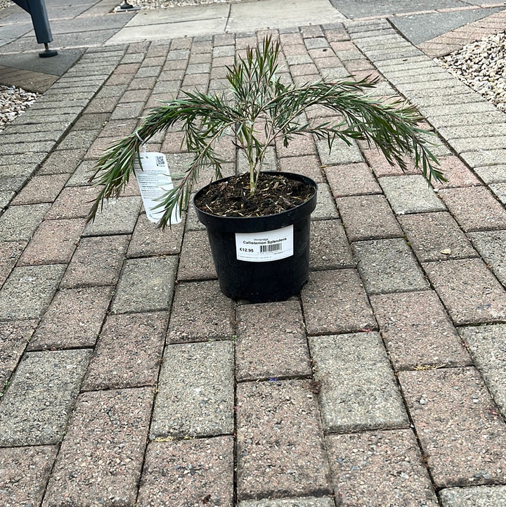 Callistemon Citrinus Splendens