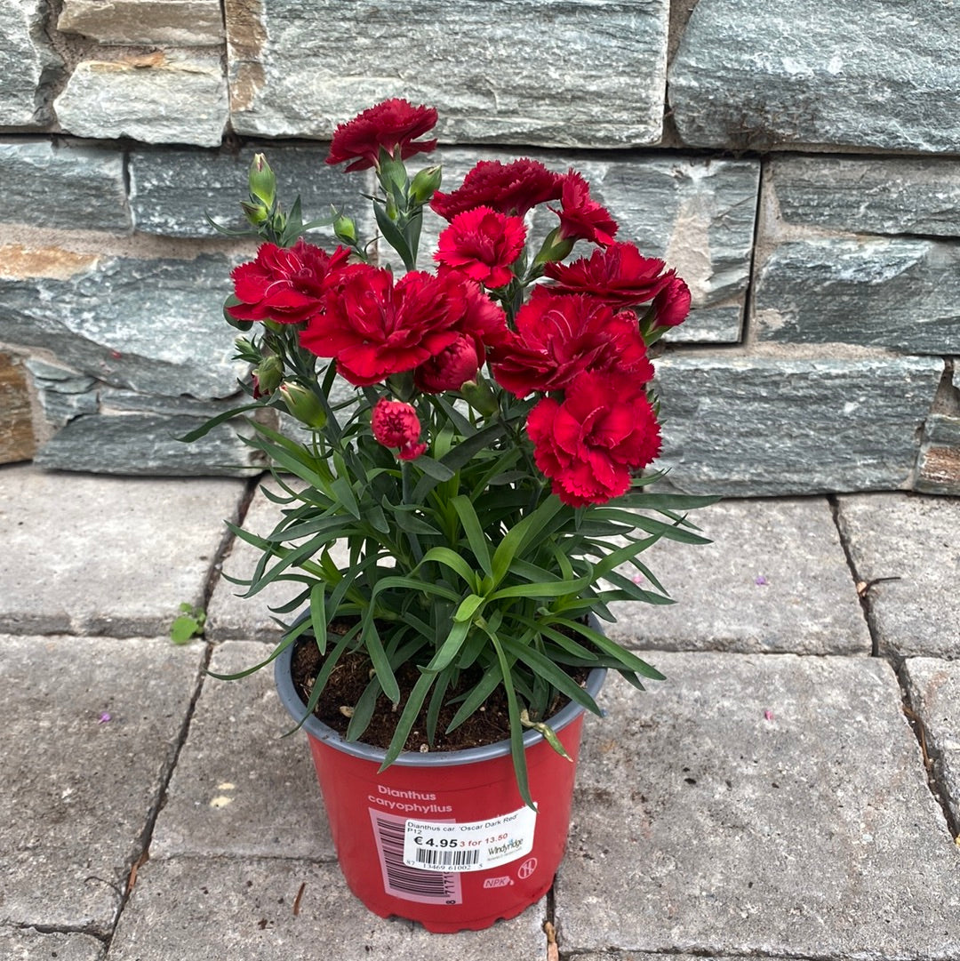 Dianthus car. Oscar Dark Red  P12