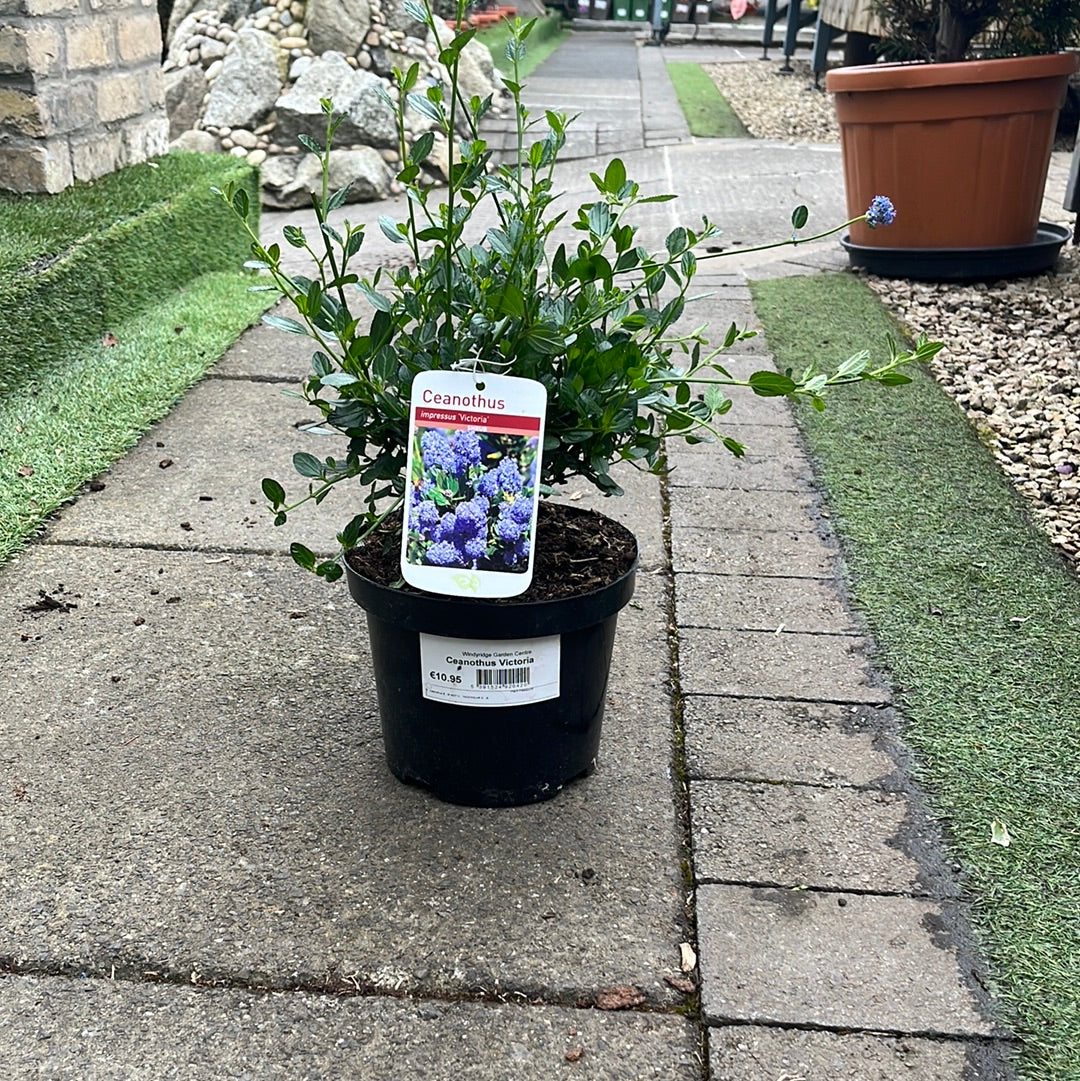 Ceanothus Victoria