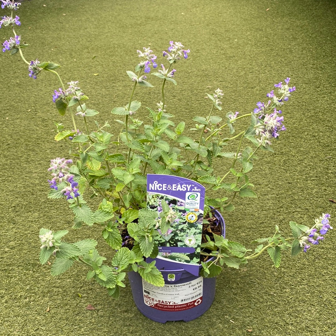 Catmint Nepeta x faassenii (2Ltr Pot)